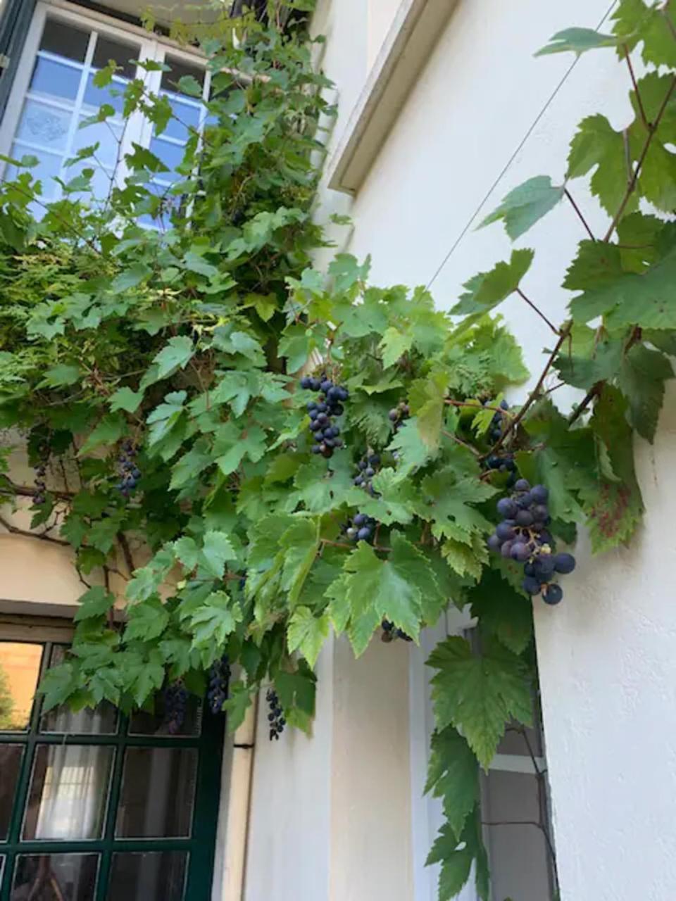 Appartement Spacieux Et Elegant Avec Jardin Montivilliers Buitenkant foto